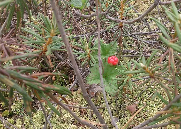 Puhkemaja Haudamäe Puhkemaja *